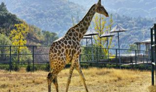 无锡动物园门票团购 无锡动物园门票团购