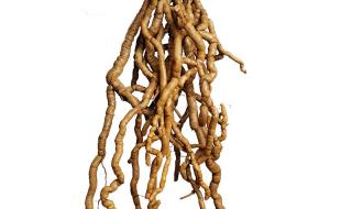 中药巴戟天 中药巴戟天