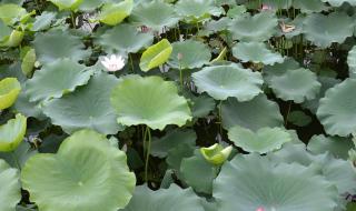 尼康D3100和尼康D90的区别是什么 尼康s3100数码相机