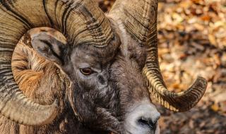 动物里大象能吃老虎和狮子吗 动物世界狮子与老虎