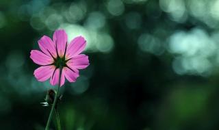 四海扬帆是什么意思 四海扬帆是什么生肖