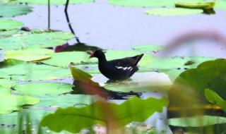 月牙湖在哪个省 月牙湖在哪个省