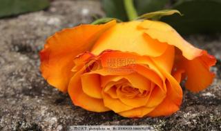 什么颜色的玫瑰适合送朋友啊 什么颜色代表友谊