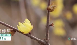 多地迎2023第一场雪