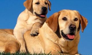 网上卖的300元幼崽拉布拉多是纯种的吗 拉布拉多纯种多少钱